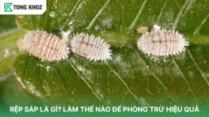 Rệp sáp, mối nguy hại của bà con