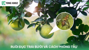Ruồi đục trái