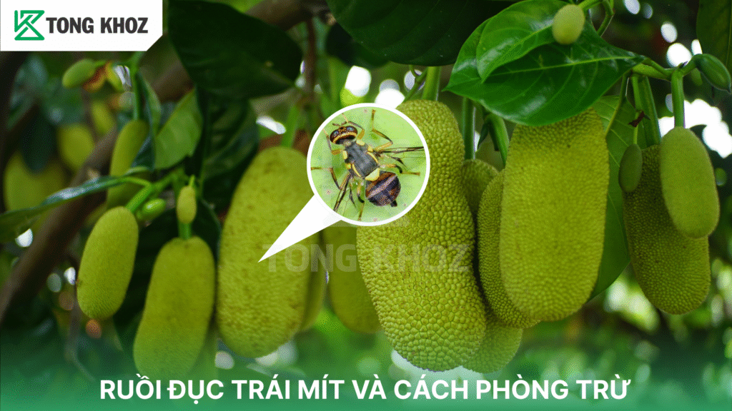 Ruồi đục trái mít và cách phòng trừ
