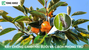 Rầy chổng cánh hại bưởi