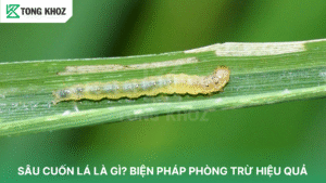 sâu cuốn lá là gì
