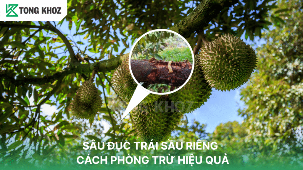 Sâu đục thân sầu riêng