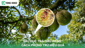 sâu đục trái sầu riêng