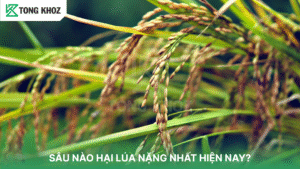 sâu nào hại lúa năng nề nhất