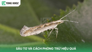 Sâu tơ và cách phòng trừ hiệu quả