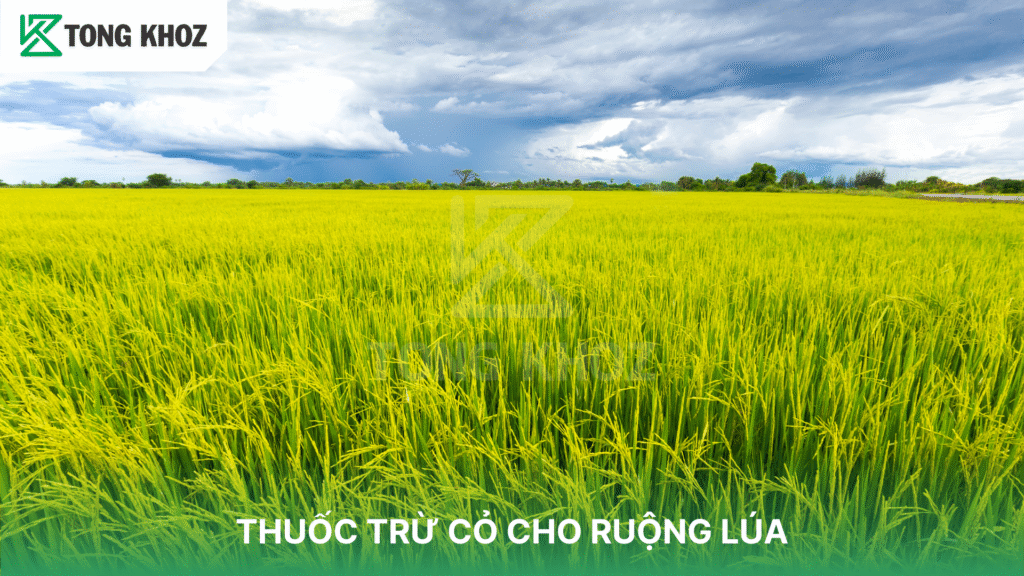 THUỐC TRỪ CỎ CHO RUỘNG LÚA