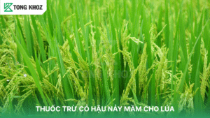 thuốc trừ cỏ hậu nãy mầm cho lúa