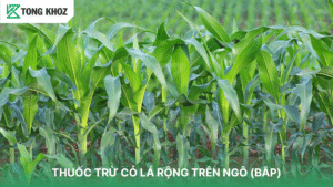 Thuốc trừ cỏ lá rộng trên ngô
