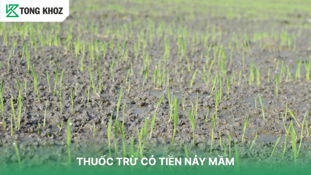 Thuốc trừ cỏ tiền nãy mầm
