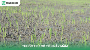Thuốc trừ cỏ tiền nãy mầm
