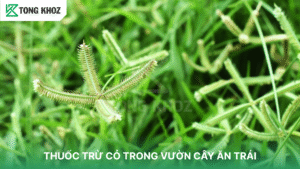 Thuốc trừ cỏ trong vườn cây ăn trái