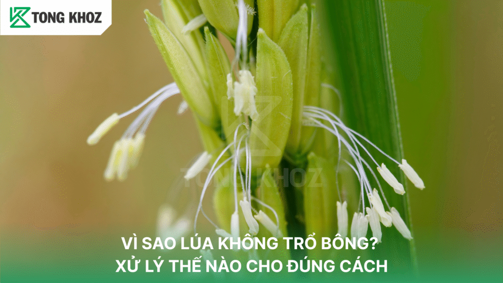 Vì sao cây lúa không trổ bông