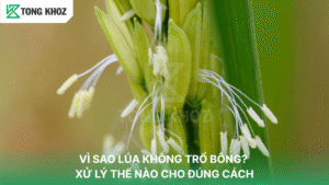 Vì sao cây lúa không trổ bông