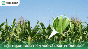 bệnh bạch tạng trên ngô