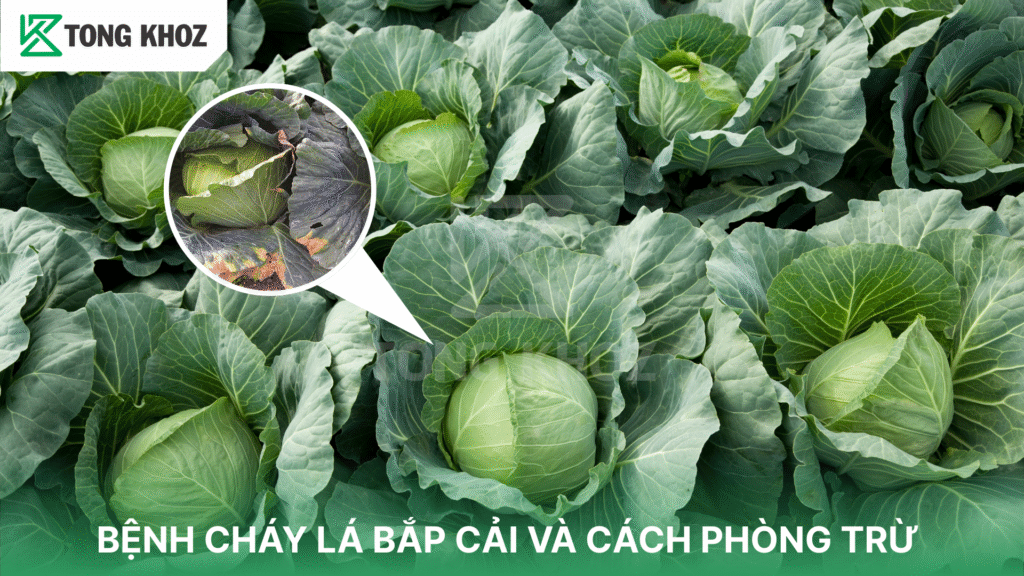 bệnh cháy lá bắp cải
