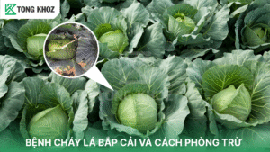 bệnh cháy lá bắp cải