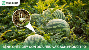 bệnh chết cây con dưa hấu