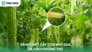 bệnh chết cây con khổ qua