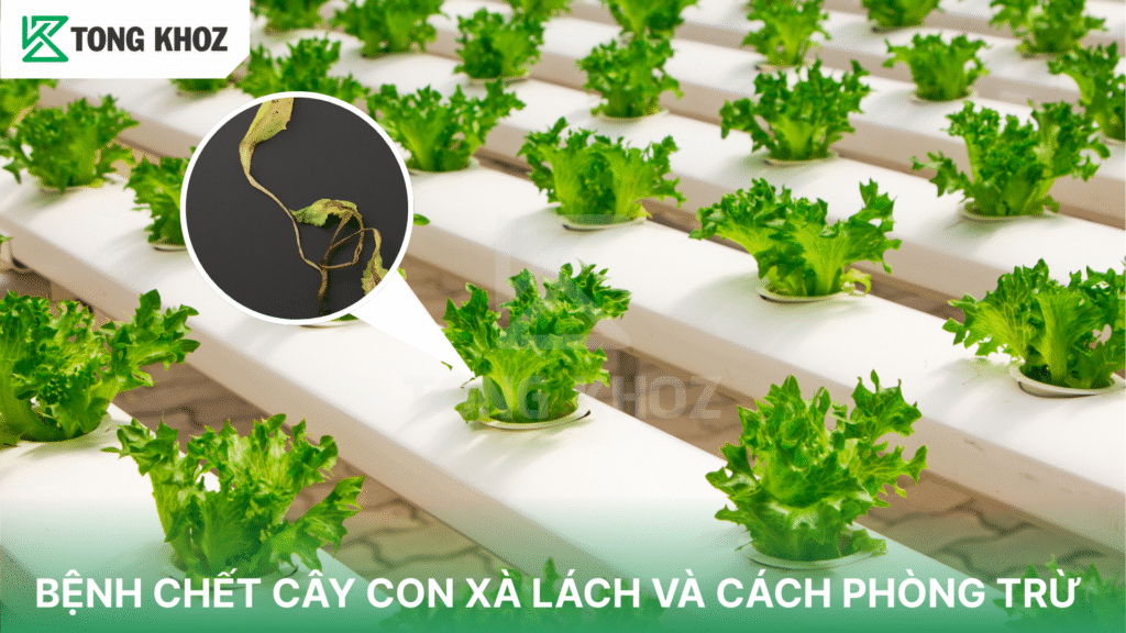 Bệnh chết cây con xà lách