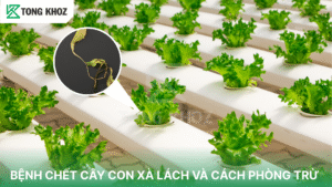 Bệnh chết cây con xà lách