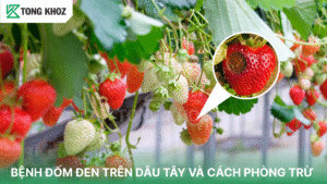 bệnh đốm đen trên dâu tây 