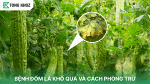 bệnh đốm lá khổ qua