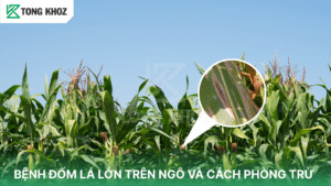 bệnh đốm lá lớn trên ngô