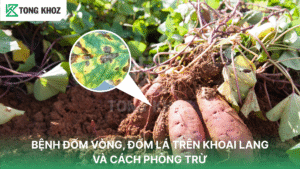 Bệnh đốm vòng, đốm lá trên khoai lang