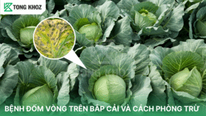 bệnh đốm vòng trên bắp cải
