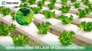 Bệnh đốm vòng trên xà lách