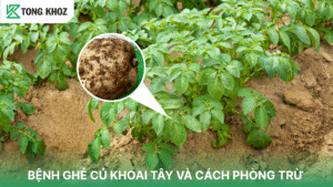 bệnh ghẻ sao khoai tây