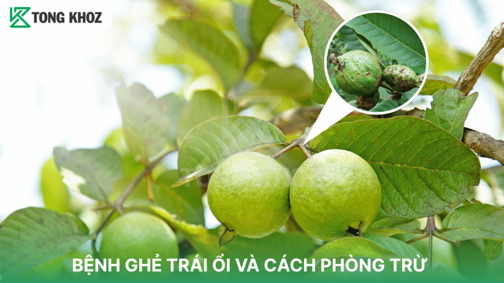 bệnh ghẻ trái ổi