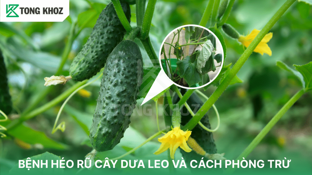 bệnh héo rũ cây dưa leo