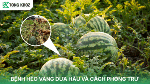 bệnh héo vàng dưa hấu