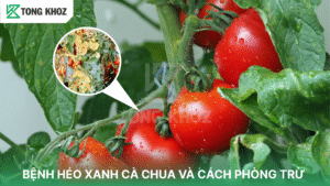 bệnh héo xanh cà chua