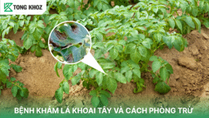 Bệnh khảm lá khoai tây