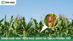 bệnh khô vằn trên ngô