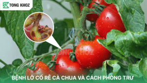 bệnh lỡ cổ rễ cà chụa