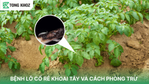 bệnh lỡ cổ rễ khoai tây