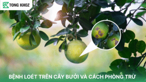 Bệnh loét trên cây bưởi