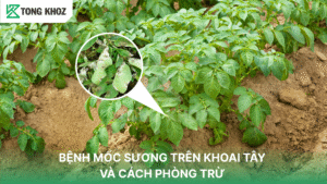 bệnh mốc sương trên khoai tây