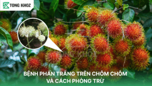 bệnh phấn trắng trên chôm chôm
