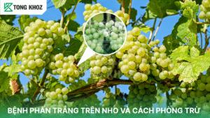 bệnh phấn trắng trên nho