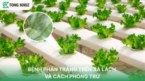 bệnh phấn trắng trên xà lách