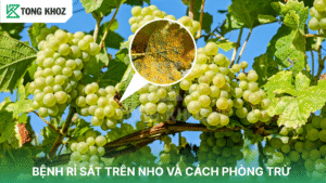 Bệnh rỉ sắt trên nho