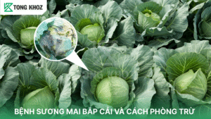 bệnh sương mai bắp cải
