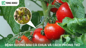 bệnh sương mai cà chua