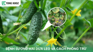 bệnh sương mai dưa leo