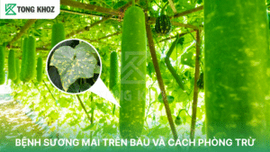 bệnh sương mai trên bầu