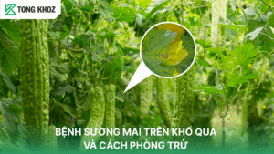 bệnh sương mai trên khổ qua